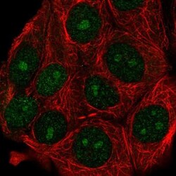 ATG10 Antibody, Novus Biologicals:Antibodies:Primary Antibodies
