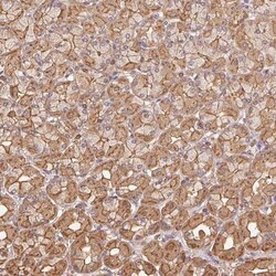 ATG10 Antibody, Novus Biologicals:Antibodies:Primary Antibodies
