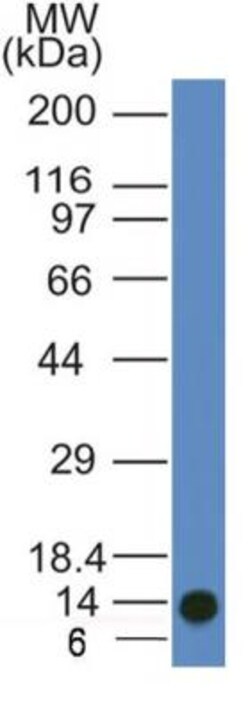 ATG11 Antibody (7C2NB), Novus Biologicals:Antibodies:Primary Antibodies