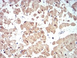 ATG13 Antibody (6B2E12) - BSA Free, Novus Biologicals:Antibodies:Primary