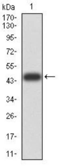 ATG13 Antibody (6B2E12) - BSA Free, Novus Biologicals:Antibodies:Primary