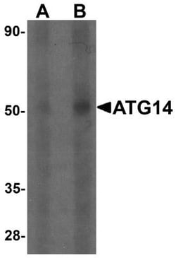 ATG14 Antibody - BSA Free, Novus Biologicals 0.1mg:Antibodies, Polyclonal
