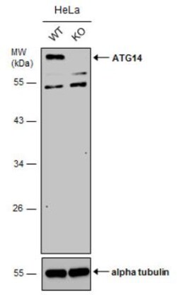 ATG14 Antibody, Novus Biologicals 0.1mL:Antibodies, Polyclonal