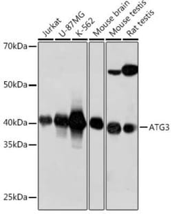 ATG3/APG3 Rabbit anti-Human, Mouse, Rat, Clone: 5D2W0, Novus Biologicals:Antibodies:Primary
