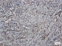 ATG4C Rabbit anti-Human, Clone: S08-8G9, Novus Biologicals 100 &mu;g; Unconjugated:Antibodies,