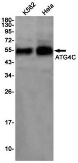 ATG4C Rabbit anti-Human, Clone: S08-8G9, Novus Biologicals 100 &mu;g; Unconjugated:Antibodies,