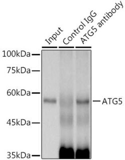 ATG5 Rabbit anti-Human, Mouse, Rat, Clone: 8L7X6, Novus Biologicals 100