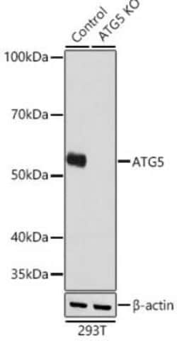 ATG5 Rabbit anti-Human, Mouse, Rat, Clone: 8L7X6, Novus Biologicals 100