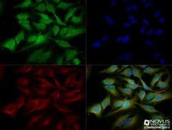 ATG5 Antibody - BSA Free, Novus Biologicals:Antibodies:Primary Antibodies
