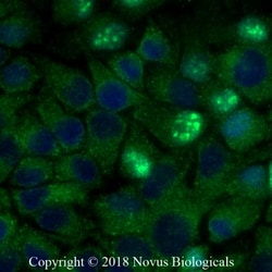 ATG5 Antibody - BSA Free, Novus Biologicals:Antibodies:Primary Antibodies