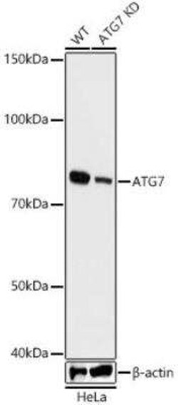 ATG7 Rabbit anti-Human, Mouse, Rat, Clone: 3X1W4, Novus Biologicals:Antibodies:Primary
