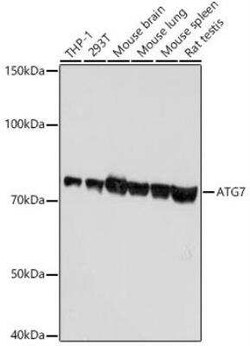 ATG7 Rabbit anti-Human, Mouse, Rat, Clone: 3X1W4, Novus Biologicals:Antibodies:Primary