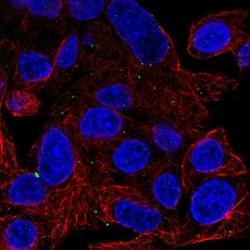 ATG9A Antibody, Novus Biologicals 25 &mu;L, Unlabeled:Antibodies, Polyclonal