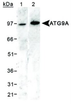 ATG9A Antibody - BSA Free, Novus Biologicals 0.1mL; Unlabeled:Antibodies,