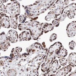 ATN1 Antibody, Novus Biologicals 25 &mu;L; Unlabeled:Antibodies, Polyclonal