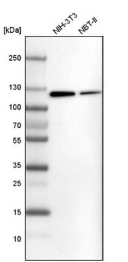 ATP Citrate Lyase Antibody, Novus Biologicals 0.1mL; Unlabeled:Anticuerpos