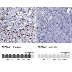 ATP4A Rabbit anti-Human, Polyclonal, Novus Biologicals 25 &mu;g; Unconjugated:Antibodies,