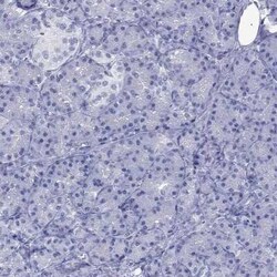 ATP4A Rabbit anti-Human, Polyclonal, Novus Biologicals 25 &mu;g; Unconjugated:Antibodies,