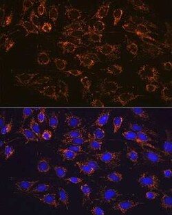 ATP5A Rabbit anti-Human, Mouse, Rat, Clone: 6M3B8, Novus Biologicals:Antibodies:Primary