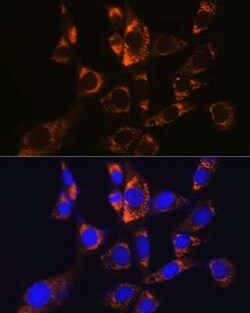 ATP5A Rabbit anti-Human, Mouse, Rat, Clone: 6M3B8, Novus Biologicals:Antibodies:Primary