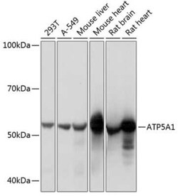 ATP5A Rabbit anti-Human, Mouse, Rat, Clone: 6M3B8, Novus Biologicals:Antibodies:Primary
