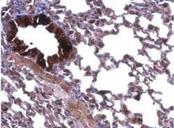 ATP5A Antibody, Novus Biologicals 0.1mL; Unlabeled:Antibodies, Polyclonal