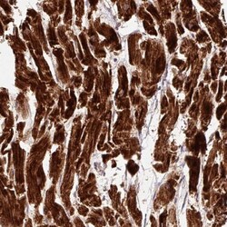 ATP5A Antibody, Novus Biologicals 0.1mL; Unlabeled:Antibodies, Polyclonal
