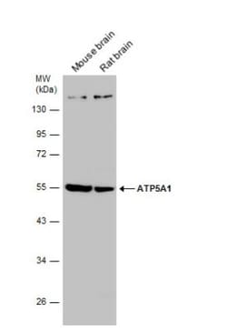 ATP5A Antibody, Novus Biologicals 0.1mL; Unlabeled:Antibodies, Polyclonal