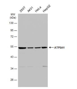 ATP5A Antibody, Novus Biologicals 0.1mL; Unlabeled:Antibodies, Polyclonal