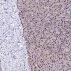 ATP5F1 Antibody, Novus Biologicals 0.1mL; Unlabeled:Antibodies, Polyclonal