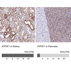 ATP5F1 Antibody, Novus Biologicals 0.1mL; Unlabeled:Antibodies, Polyclonal
