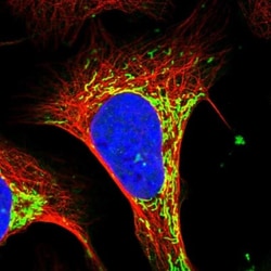ATP5H Antibody, Novus Biologicals 0.1 mL | Buy Online | Novus Biologicals | Fisher Scientific