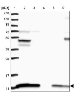 ATP5J Antibody, Novus Biologicals:Antibodies:Primary Antibodies