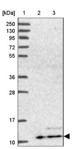 ATP5L Antibody, Novus Biologicals:Antibodies:Primary Antibodies