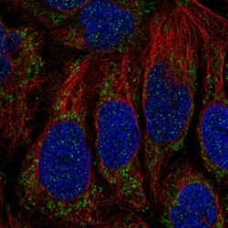 ATP5SL Antibody, Novus Biologicals:Antibodies:Primary Antibodies