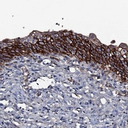 ATP5SL Antibody, Novus Biologicals:Antibodies:Primary Antibodies