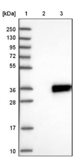 ATP5SL Antibody, Novus Biologicals:Antibodies:Primary Antibodies