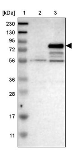 ATP6V0A4 Antibody, Novus Biologicals:Antibodies:Primary Antibodies