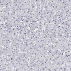 ATP6V1E2 Rabbit anti-Human, Polyclonal, Novus Biologicals:Antibodies:Primary