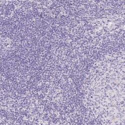 ATP6V1G3 Antibody, Novus Biologicals:Antibodies:Primary Antibodies