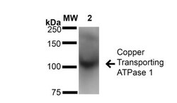 ATP7A Antibody (S60-4), Novus Biologicals 100&mu;g; Unlabeled:Antibodies,