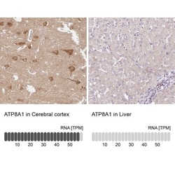 ATP8A1 Antibody, Novus Biologicals 0.1mL; Unlabeled:Antibodies, Polyclonal