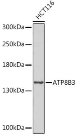 ATP8B3 Rabbit anti-Human, Polyclonal, Novus Biologicals 20 &mu;g | Buy Online | Bio-Techne | Fisher Scientific