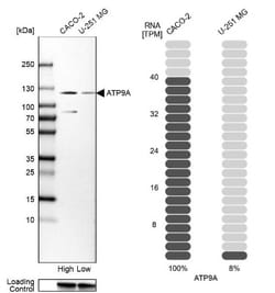 ATP9A Antibody, Novus Biologicals 0.1mL; Unlabeled:Antibodies, Polyclonal