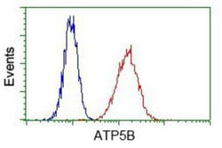 ATPB Antibody (OTI4E5), Novus Biologicals 0.1mL; Unlabeled:Antibodies,