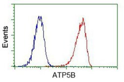 ATPB Antibody (OTI4E5), Novus Biologicals 0.1mL; Unlabeled:Antibodies,
