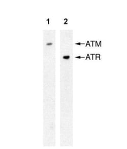 ATR Antibody (2B5), Novus Biologicals 0.1mL; Unlabeled:Antibodies, Monoclonal