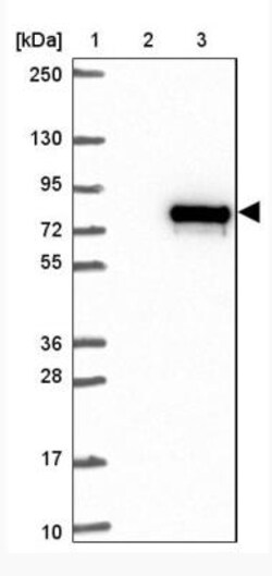 ATXN7L2 Antibody, Novus Biologicals:Antibodies:Primary Antibodies