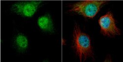 AUF1 Antibody, Novus Biologicals 0.1mL; Unlabeled:Antibodies, Polyclonal