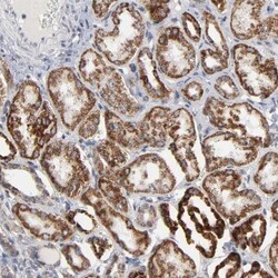 AUH Antibody, Novus Biologicals 0.1mL; Unlabeled:Antibodies, Polyclonal